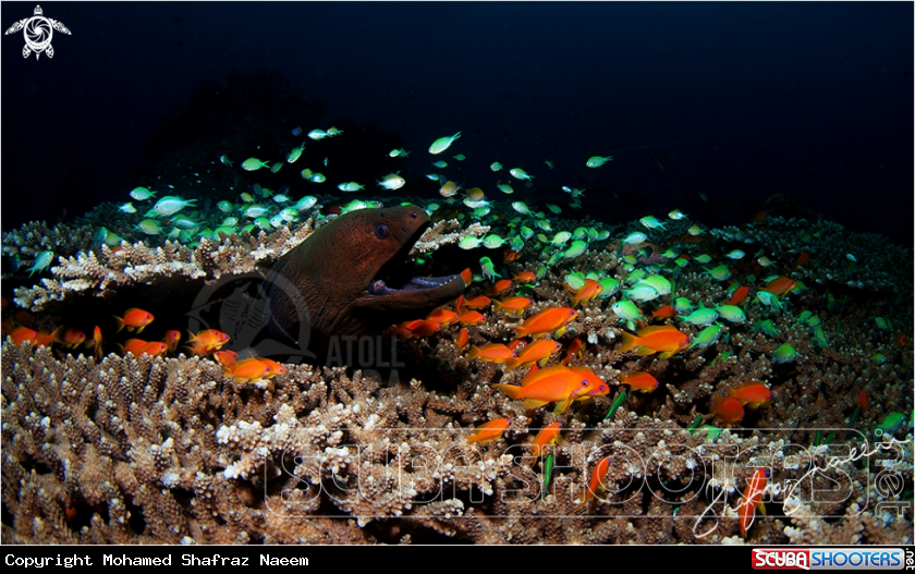 A Moray Eel