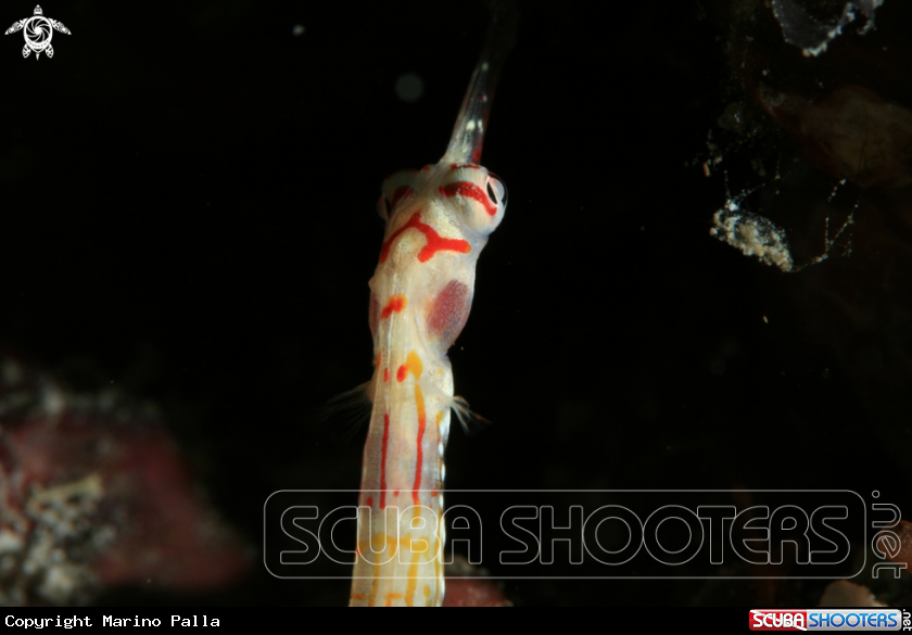 A Pipefish