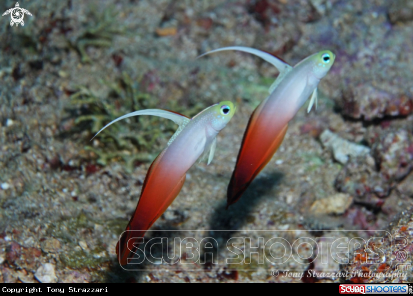 A Fire goby
