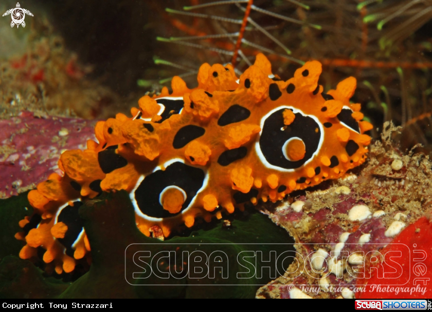 A Phyllidia ocellata