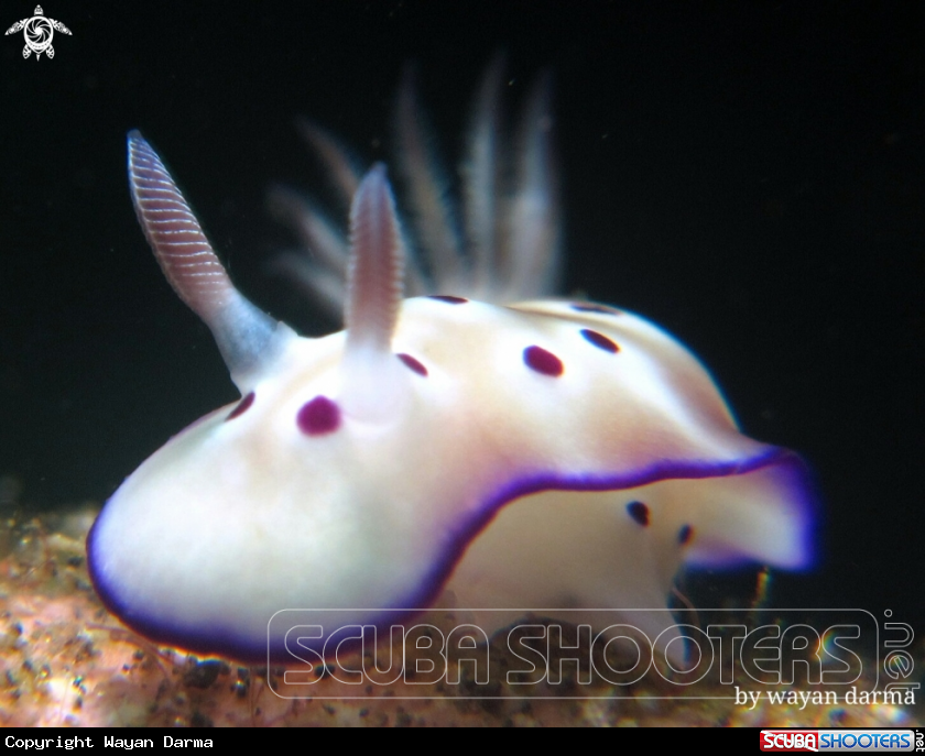 A nudibranch 