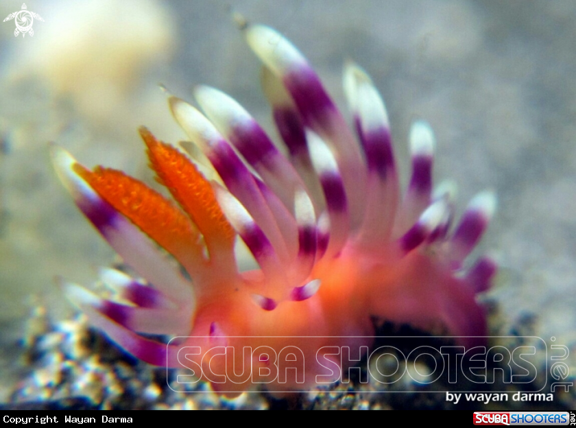 A Flabellina expotata 