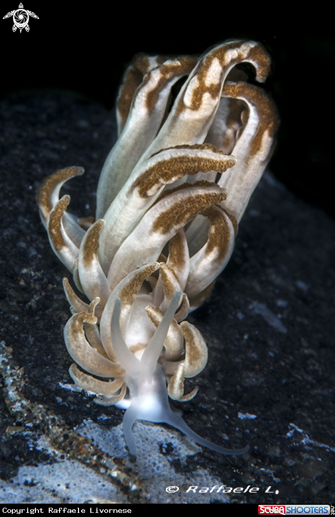 A Nudibranch