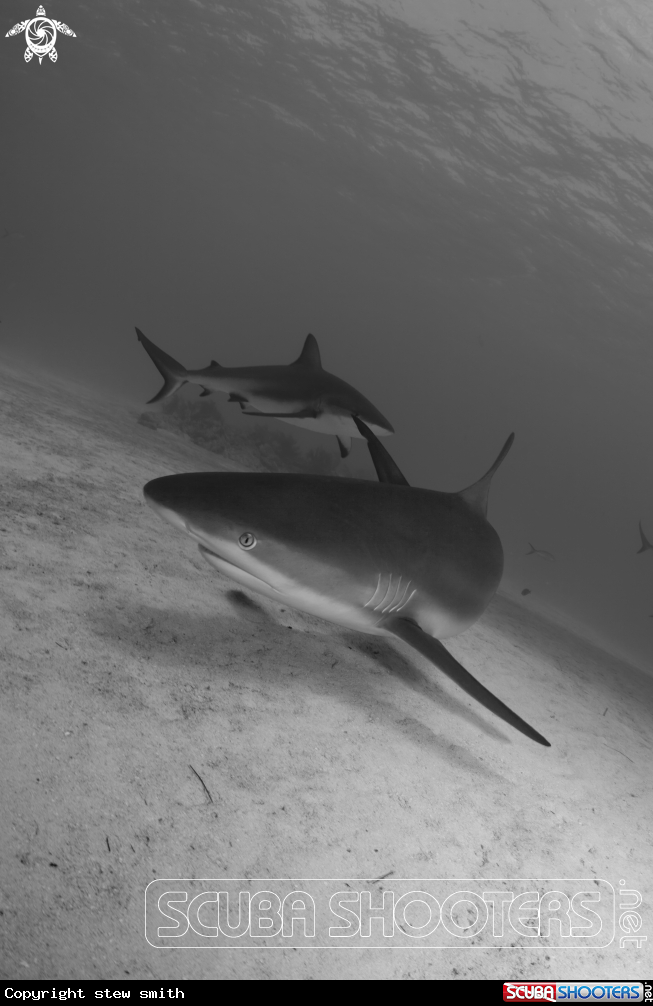A Caribbean Reef Sharks
