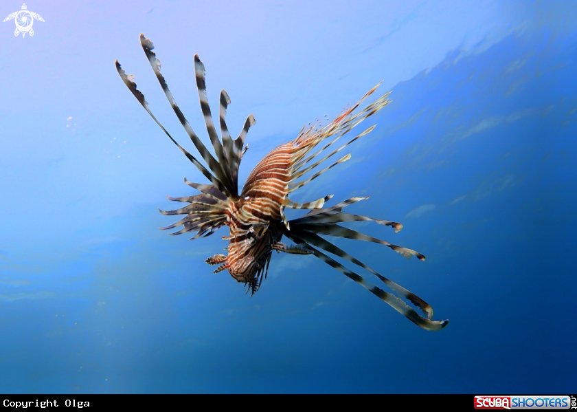 A Lion Fish