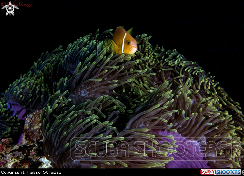 A Anemone fish