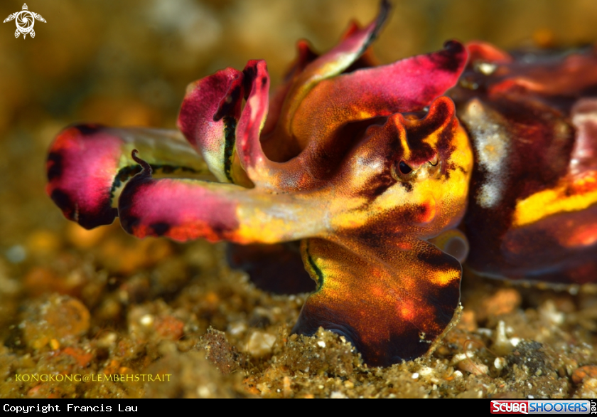 A Flamboyant cuttlefish