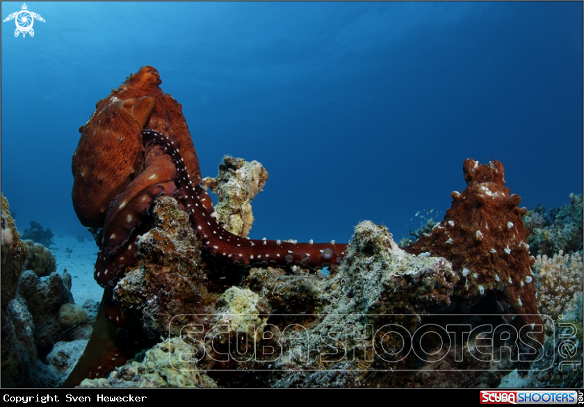 A Common Octopus