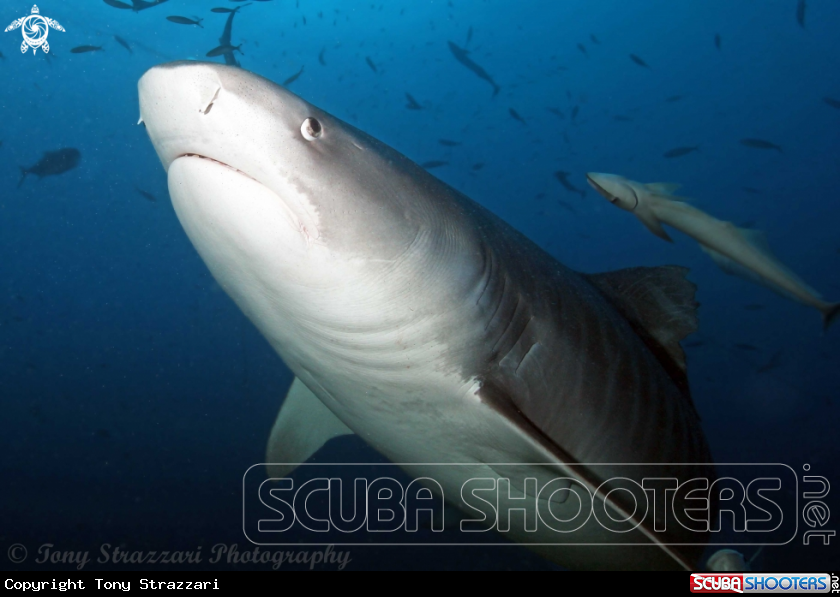 A Tiger Shark