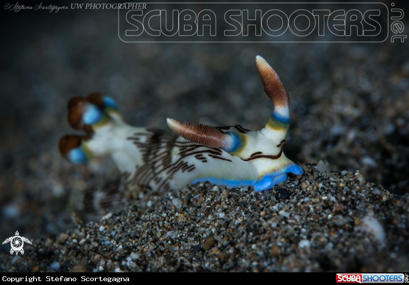 A Nudibranco