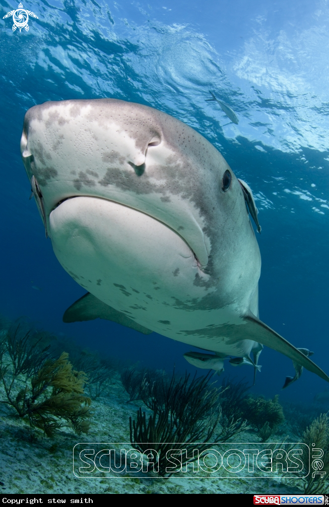 A Tiger Shark