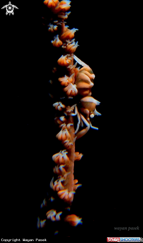 A whip shrimp