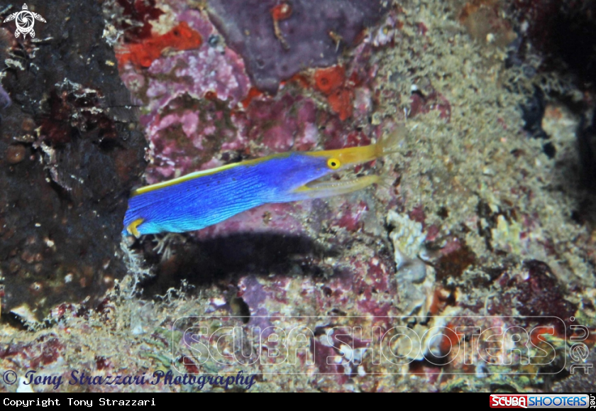A Blue ribbon eel