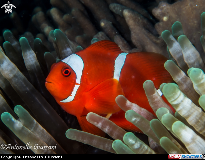 A Clown Fish
