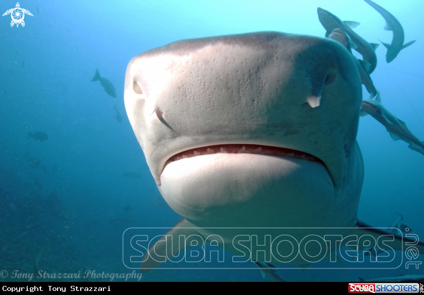 A Tiger Shark
