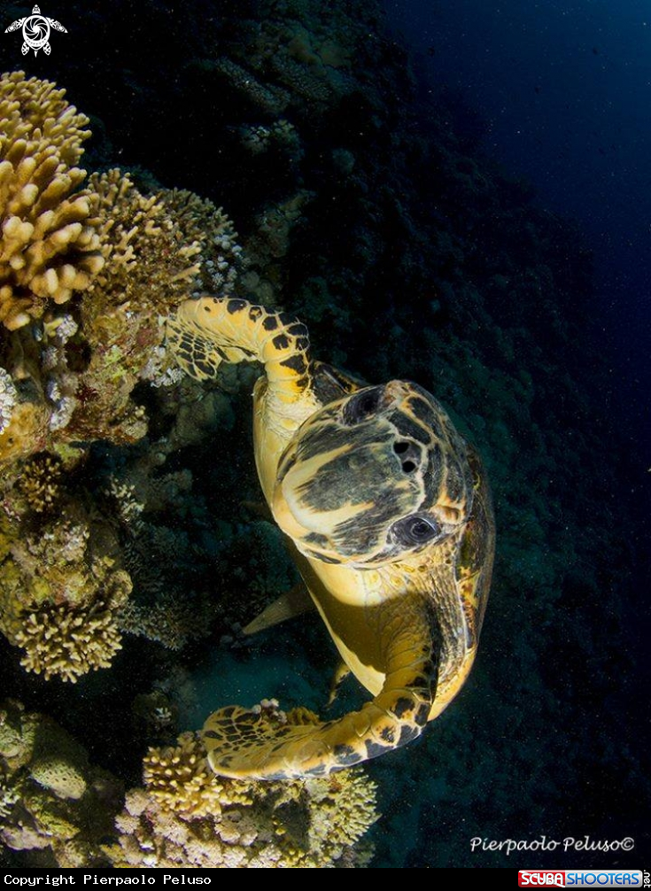 A Turtle