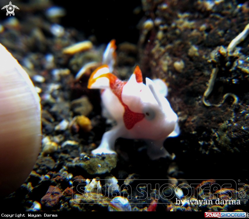 A Antenarius maculatus 