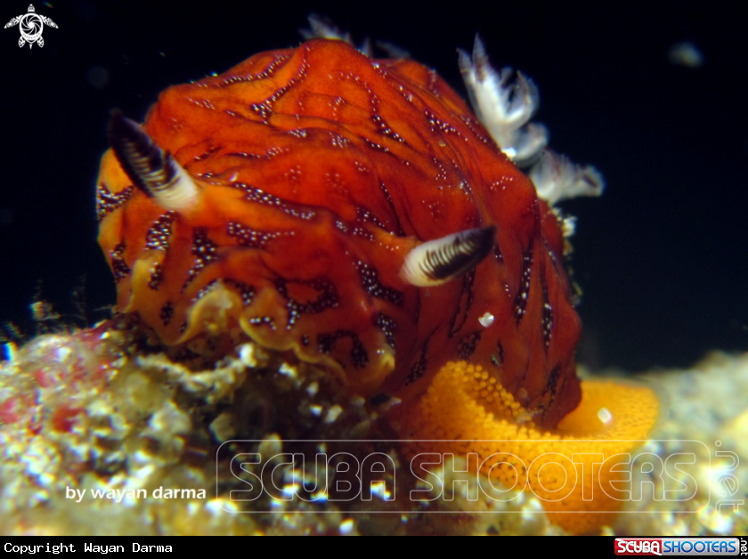 A nudibranch with eggs