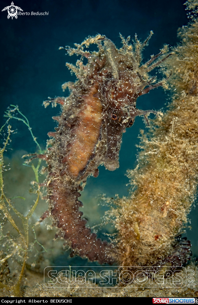 A Cavalluccio marino