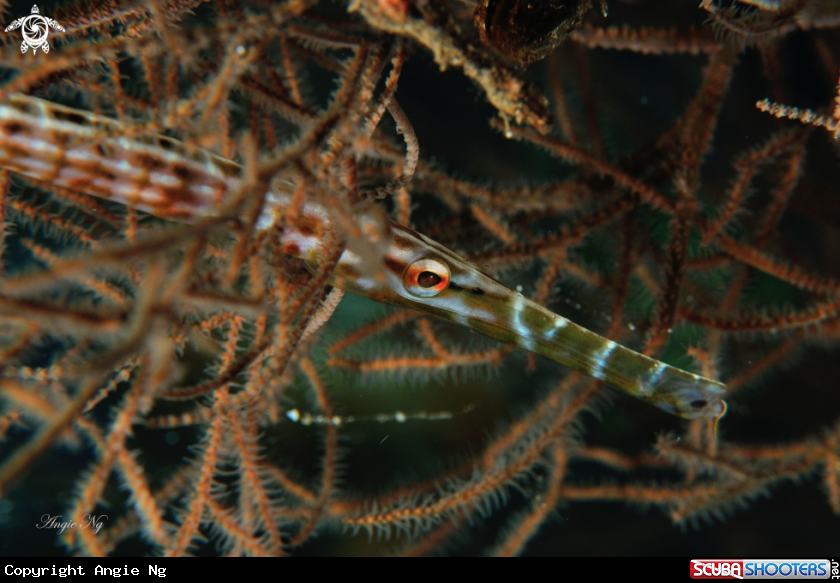 A Trumpet fish (Family) 