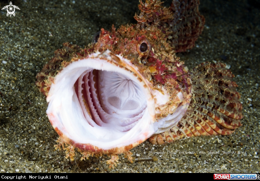 A Scorpionfish