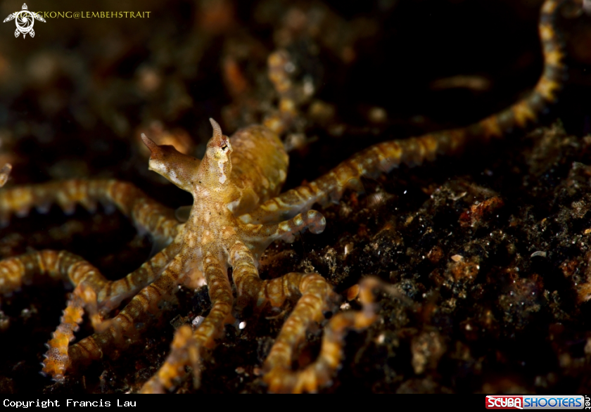 A Octopus