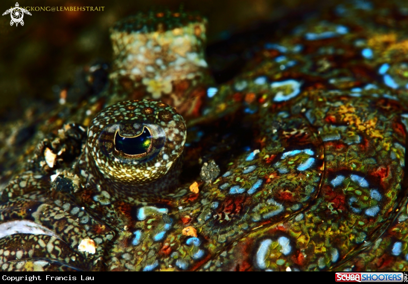 A  Flounder