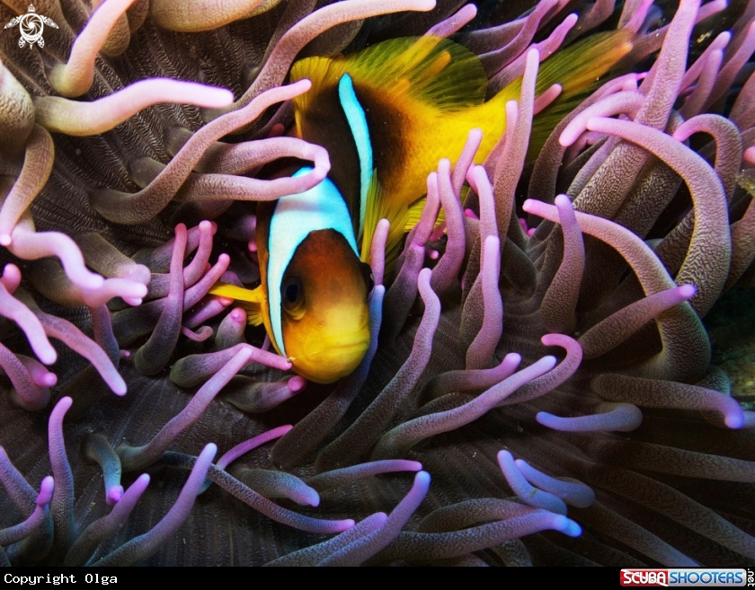 A Clownfish