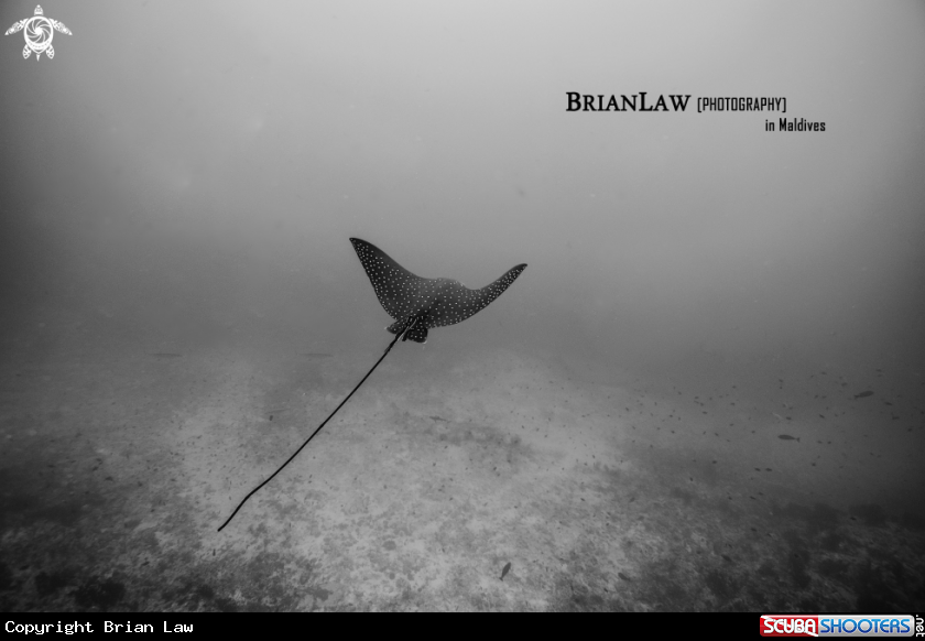 A Eagle Ray