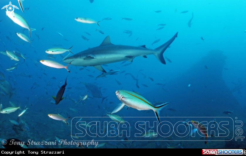 A Grey reef shark