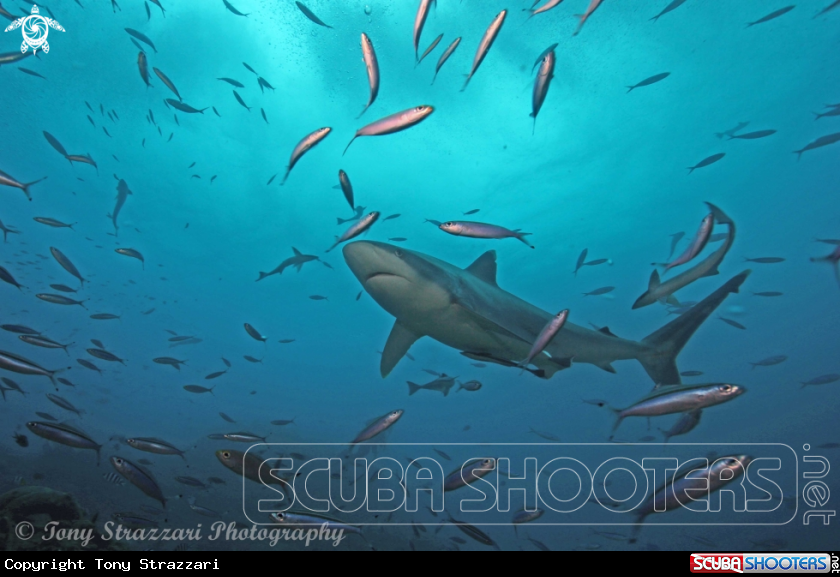 A Oceanic silvertip