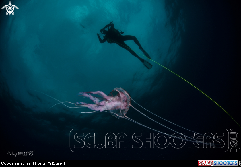 A Pelagia Noctiluca