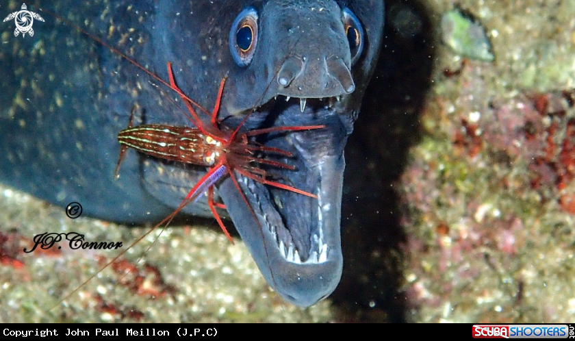 A Mediterranean moray