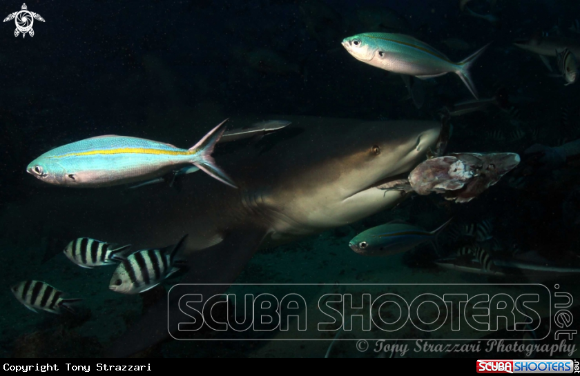 A Bull Shark