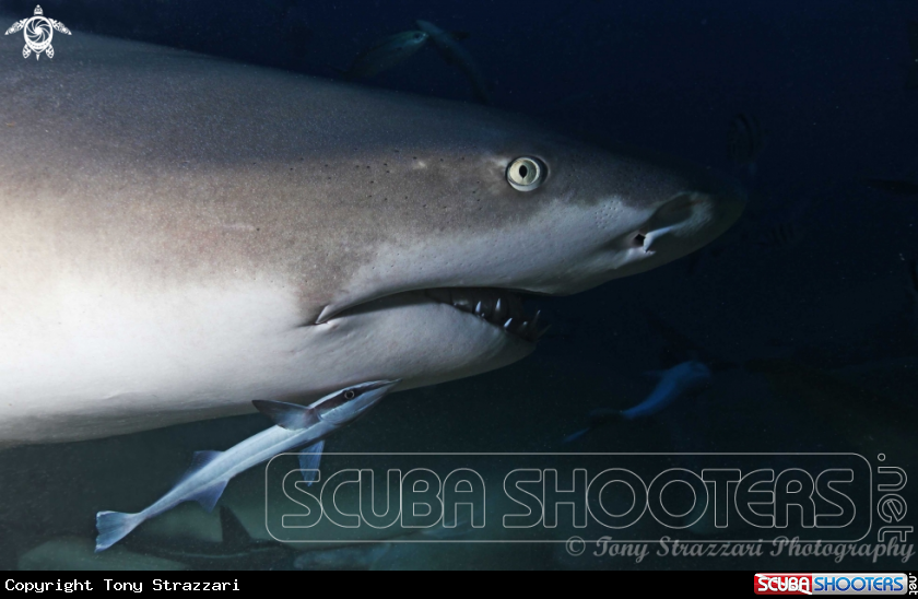 A Lemon Shark