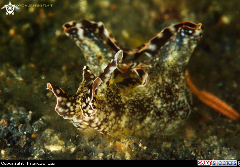 A Flatworm