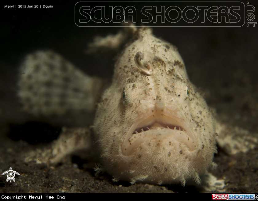 A Striped frogfish