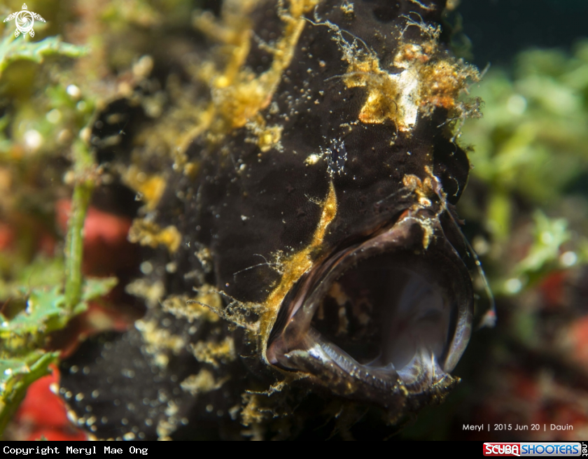 A Giant frogfish
