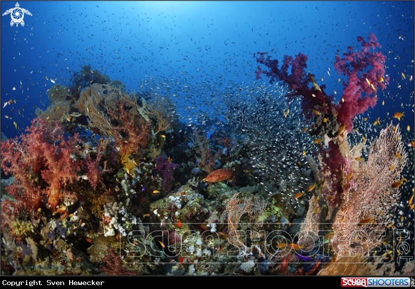 A marine life