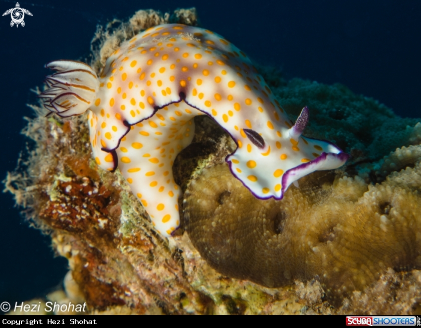 A Hypselodoris pulchella