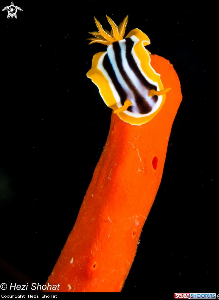 A Chromodoris quadricolor