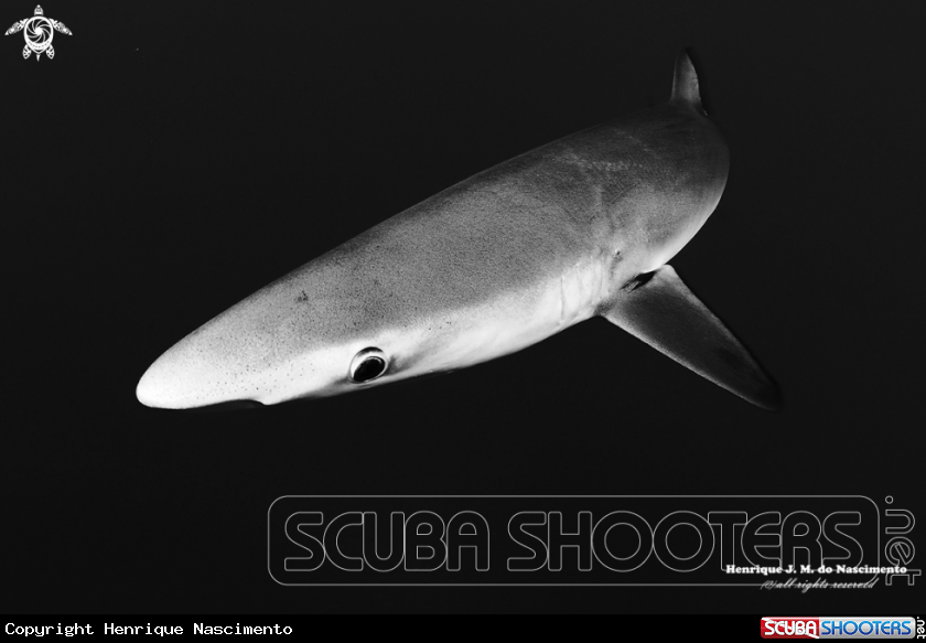 A Sharks (blue)