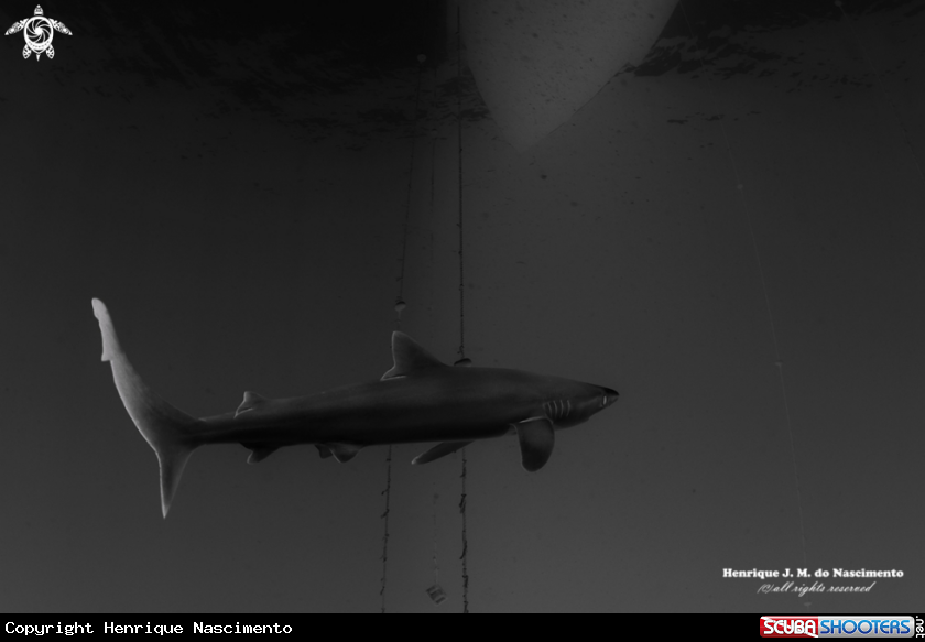 A Shark