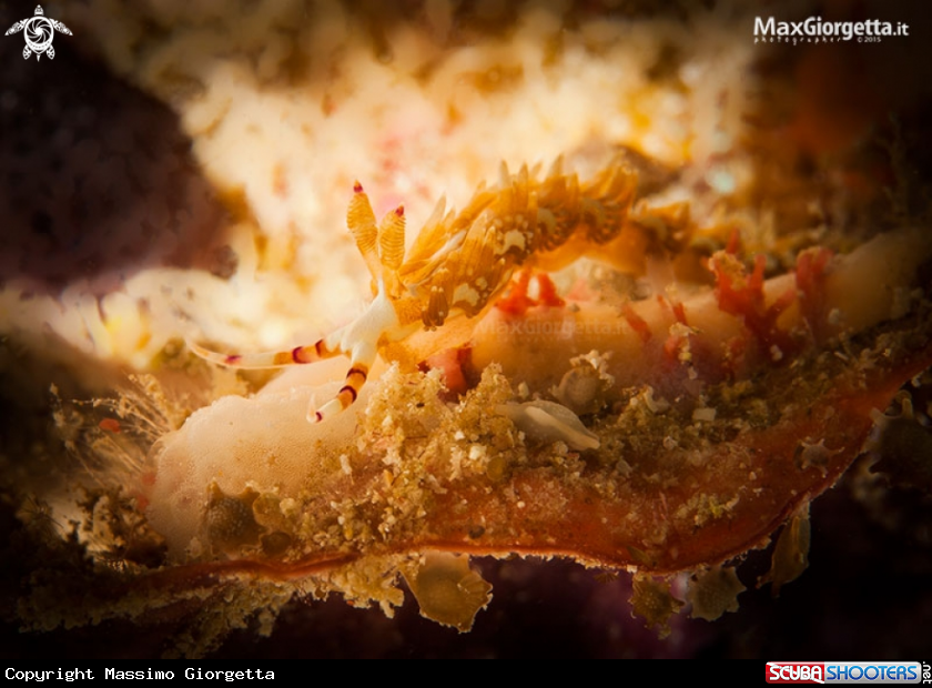 A nudibranch - pteraeolidia ianthina