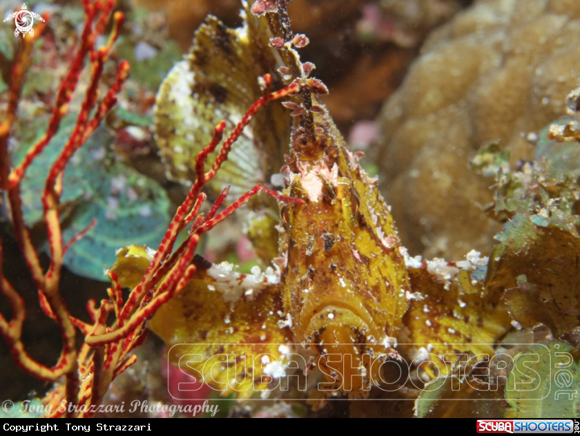 A Leaf scorpionfish