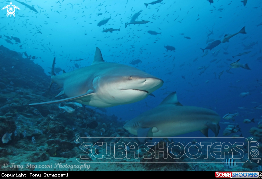 A Bull shark