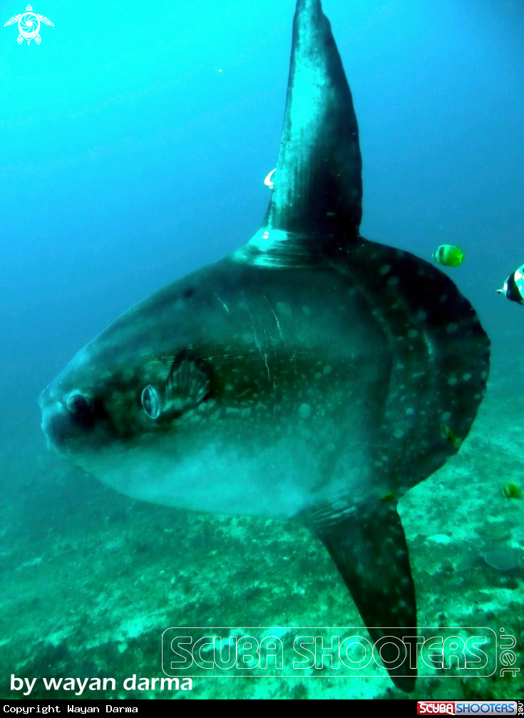 A Sunrice dive with mola 
