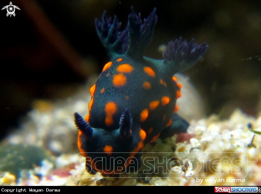 A Nembrotha yonowae 