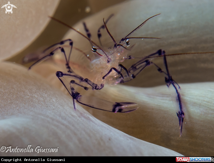 A underwater creature