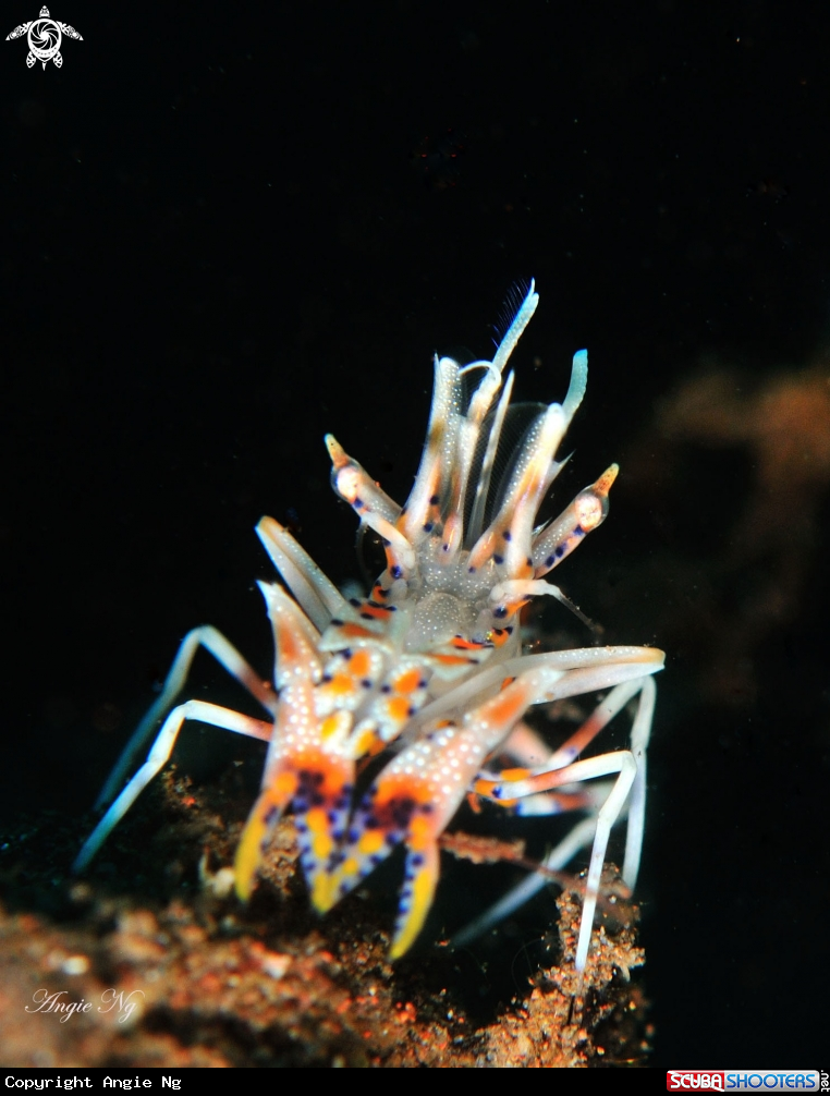 A Shrimp
